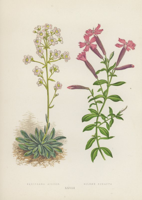 Saxifraga Aizoon；Silene Schafta（彩色石版画） 作者 英语学校