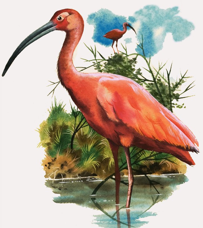 Scarlet Ibis 作者 英语学校