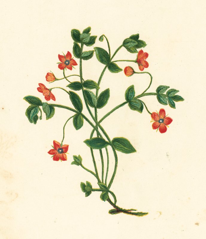 猩红萍蓬，Anagallis Arvensis（彩色石版画） 作者 英语学校