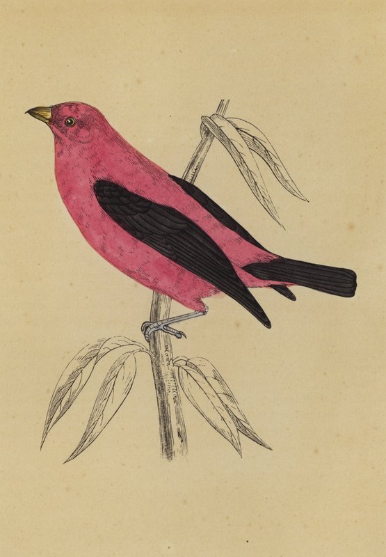 猩红田鸡（彩色石版画） 作者 英语学校