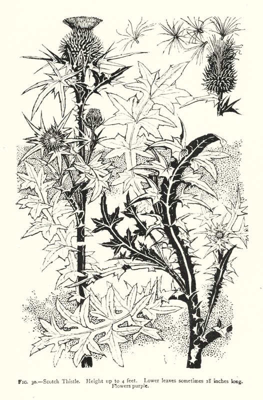 苏格兰蓟；高度可达4英尺；下部的叶子有时有18英寸长；花是紫色的（雕刻）。 作者 英语学校
