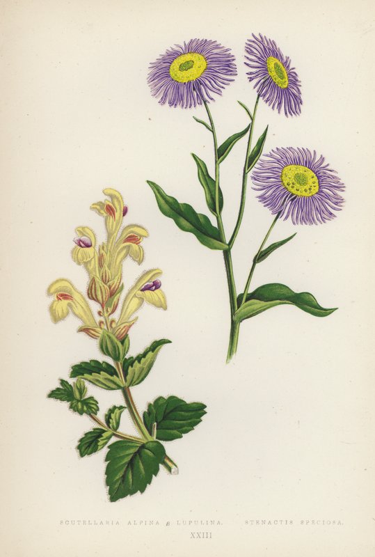 Scutellaria Alpina B Lupulina; Stenactis Speciosa（彩色石版画） 作者 英语学校