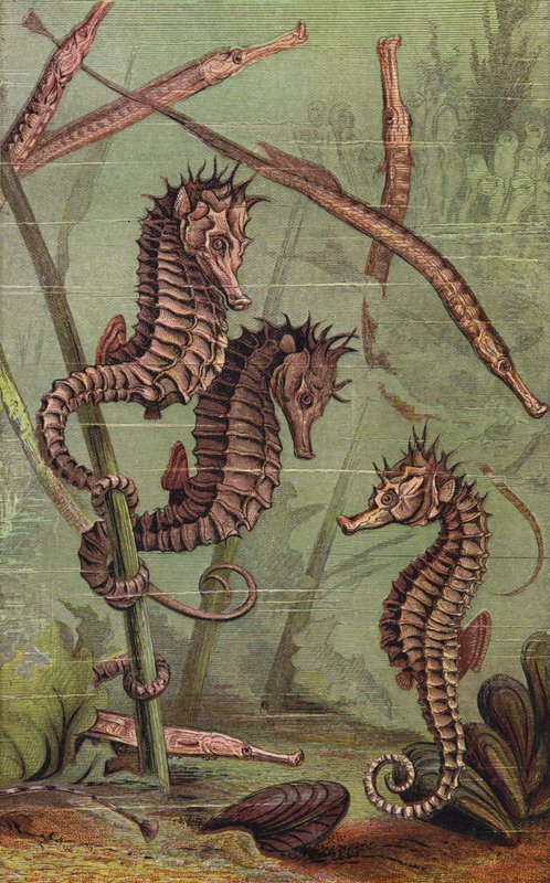 海马和烟斗鱼（彩色石版画） 作者 英语学校