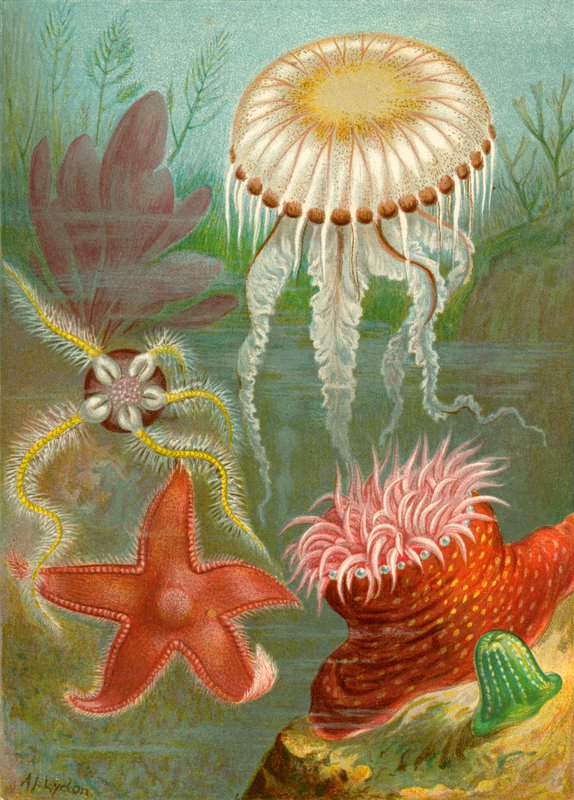 海果冻和海星 作者 英语学校