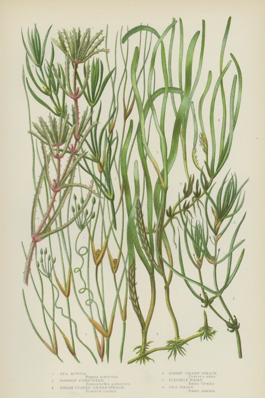 Sea Ruppia、Horned Pond Weed、Broad-Leaved Grass-Wrack、Dwarf Grass-Wrack、Flexible Naias、Sea Naias（彩色石版画） 作者 英语学校