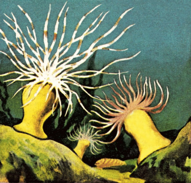 海anenomes 作者 英语学校