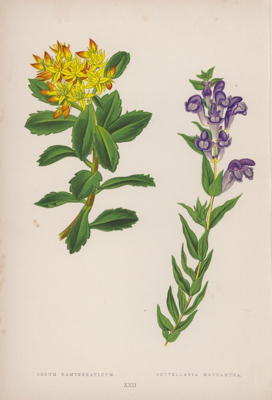 景天科植物；黄芩（彩色石版画） 作者 英语学校