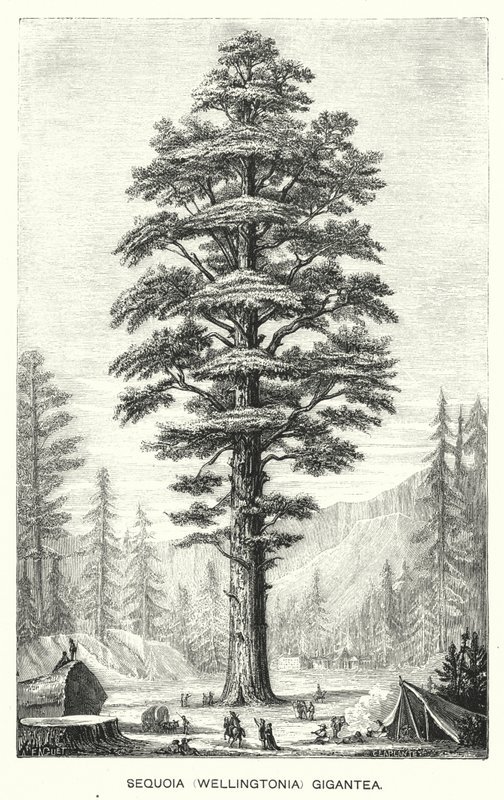 Sequoia (Wellingtonia) Gigantea (engraving) 作者 英语学校