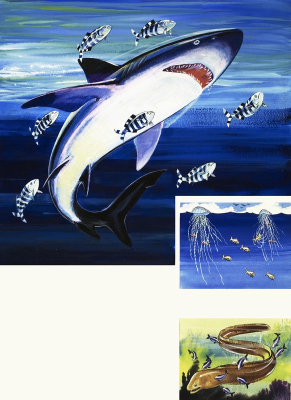 鲨鱼，海鳗和葡萄牙人的战争 作者 英语学校