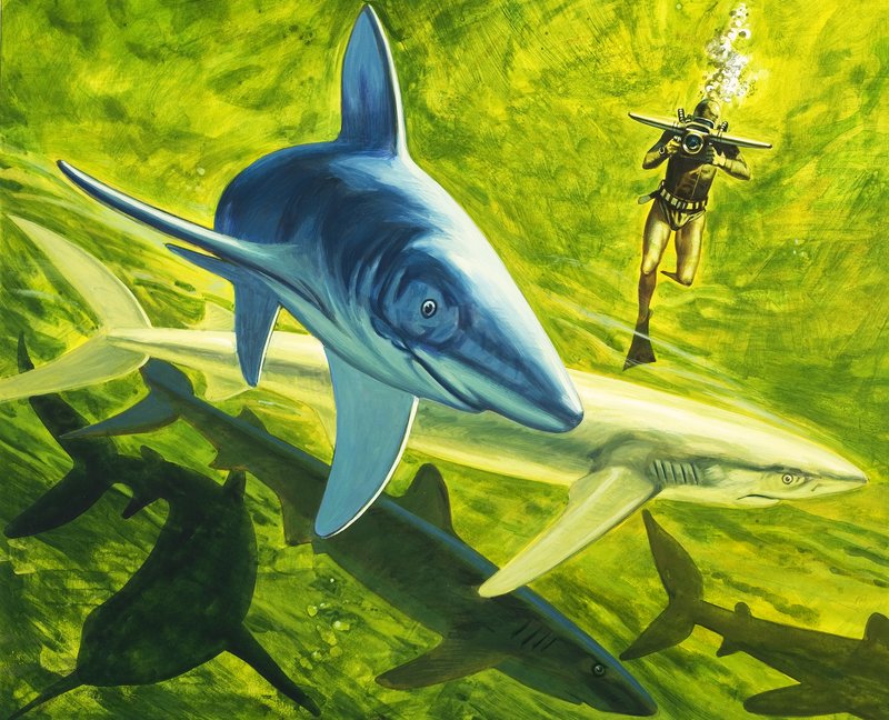 鲨鱼，《我们的海底世界》插图 作者 英语学校