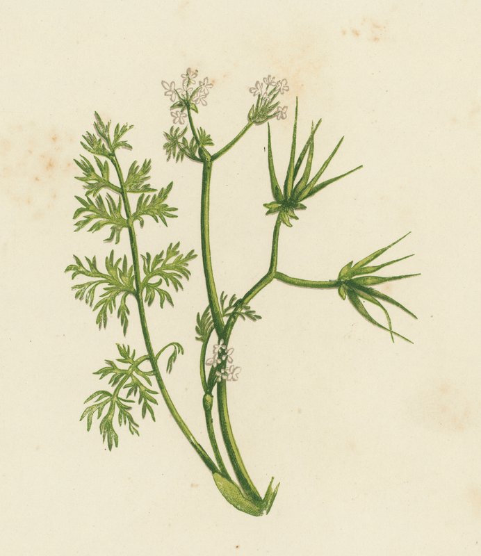 牧羊针，Scandix Pecten（彩色石版画） 作者 英语学校