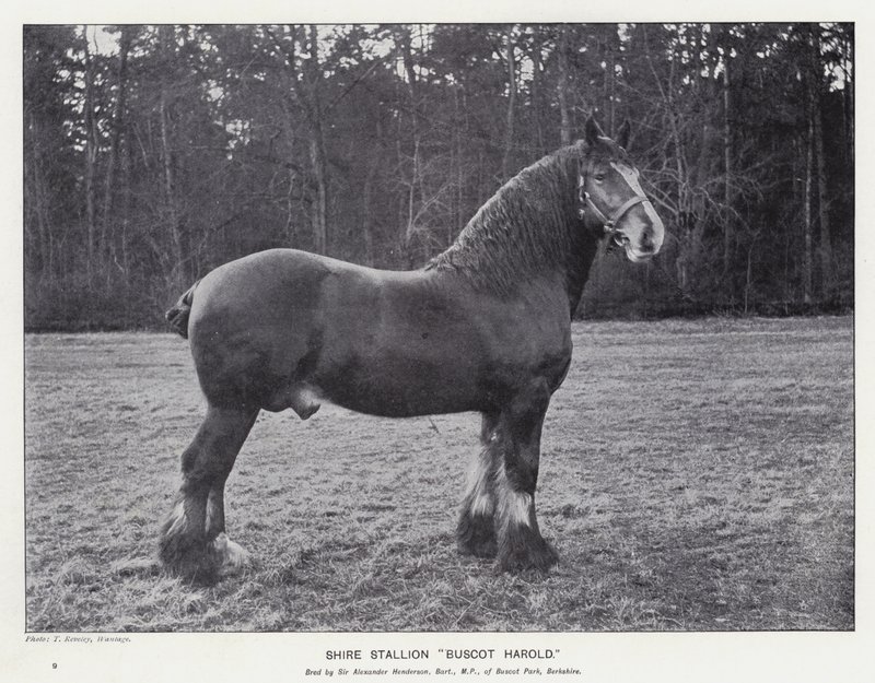 Shire Stallion“Buscot Harold”（石版画） 作者 英语学校