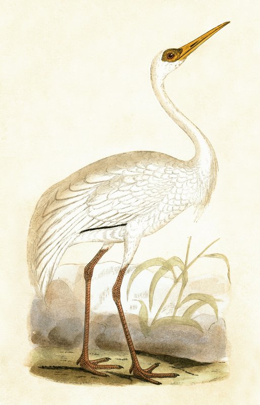西伯利亚鹤，查尔斯·罗伯特·布里（1811-86）于1867年出版的“不列颠群岛未观察到的欧洲鸟类历史”中的插图 作者 英语学校