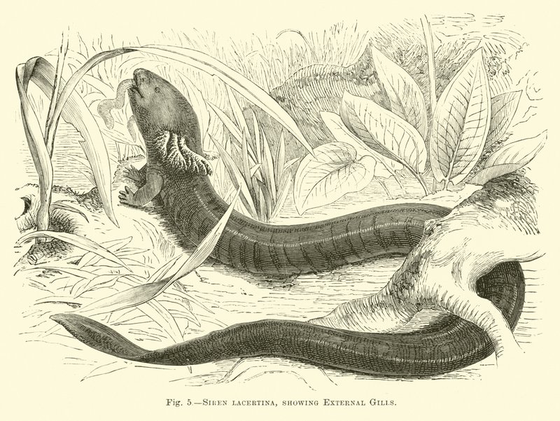 Siren lacertina，显示外部鳃 作者 英语学校