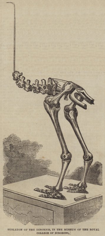 Dinornis 的骨架，在皇家外科学院博物馆（雕刻） 作者 英语学校