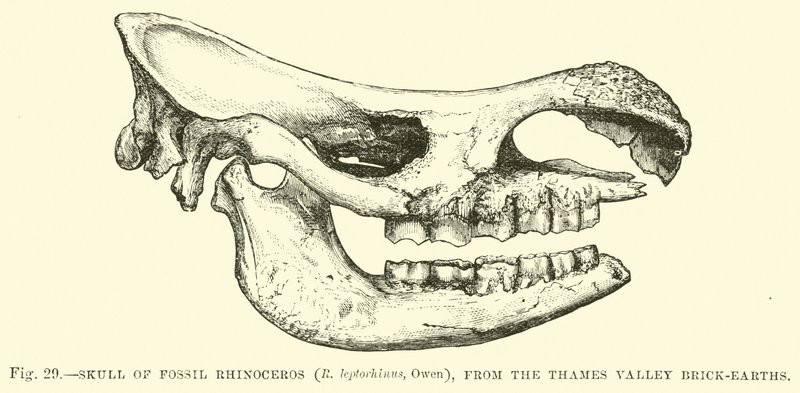 来自泰晤士河谷砖地的化石犀牛（R leptorhinus，Owen）的头骨 作者 英语学校
