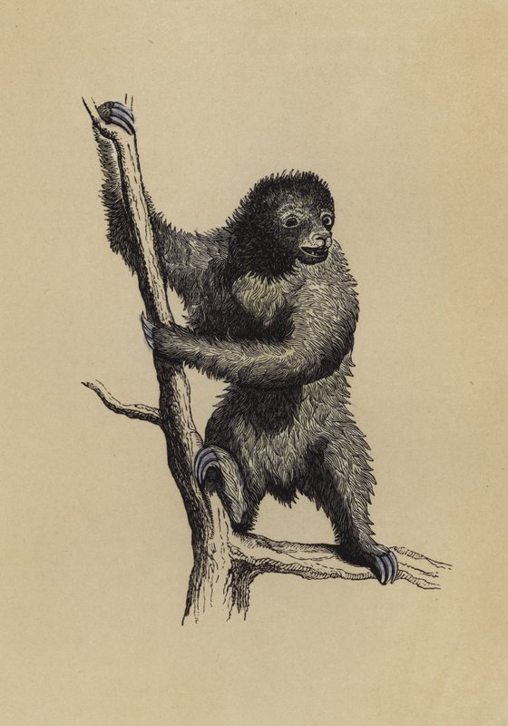 树懒（彩色平版画 作者 英语学校