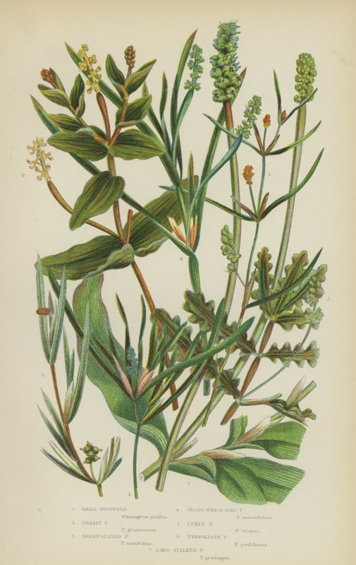 小塘边草、草塘边草、尖叶塘边草、草履状塘边草、卷曲塘边草（彩色石印版） 作者 英语学校