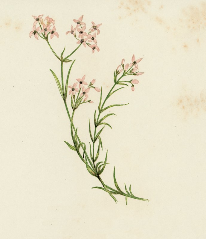 小半圆草，Asperula Cynanchica（彩色平版印刷） 作者 英语学校
