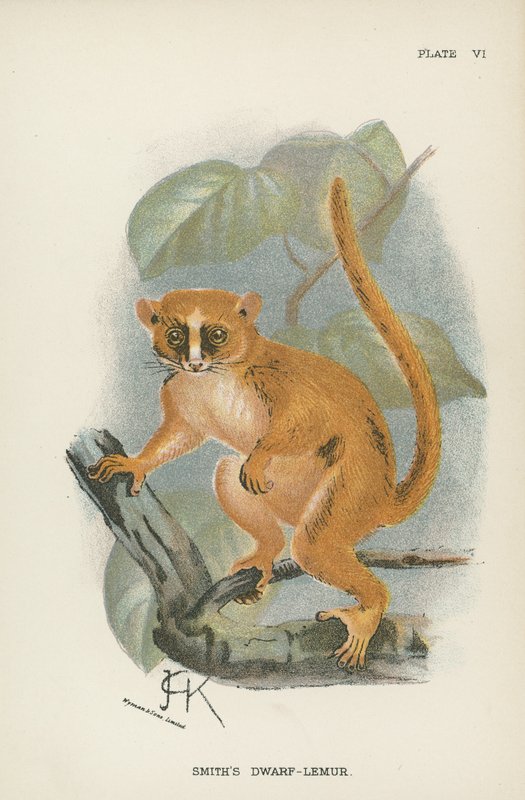 Smiths Dwarf-Lemur 作者 英语学校