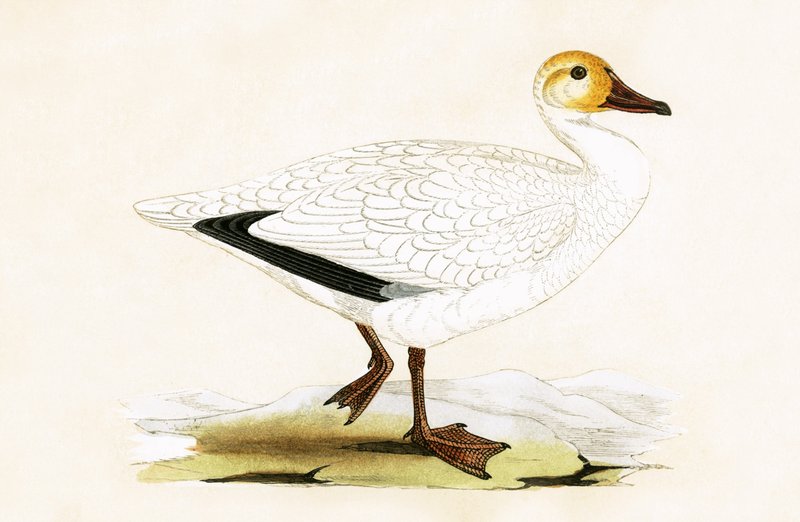 雪雁，查尔斯·罗伯特·布里（1811-86）于1867年出版的“不列颠群岛未观察到的欧洲鸟类历史”中的插图 作者 英语学校