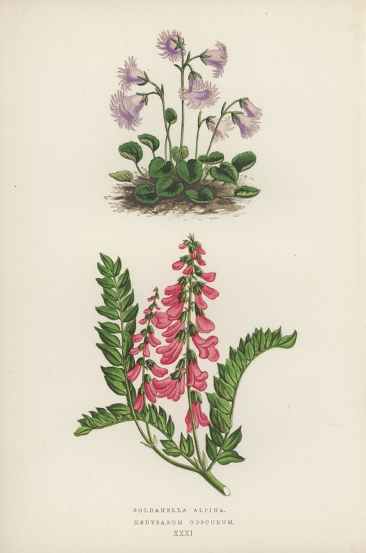 Soldanella Alpina；Hedysarum Obscurum（彩色石版画） 作者 英语学校