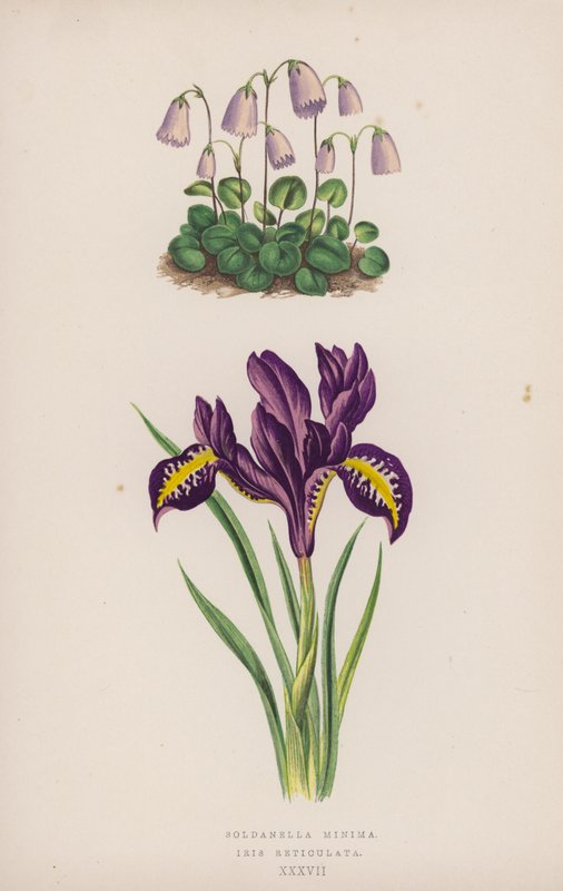 Soldanella Minima; Iris Reticulata（彩色石版画） 作者 英语学校