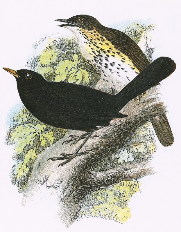 Song-Thrush（上）和Blackbird（下） 作者 英语学校