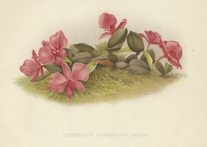 Sophronitis grandiflora rosea 作者 英语学校