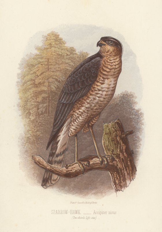 雀鹰，Accipiter Nisus（彩色石版画） 作者 英语学校
