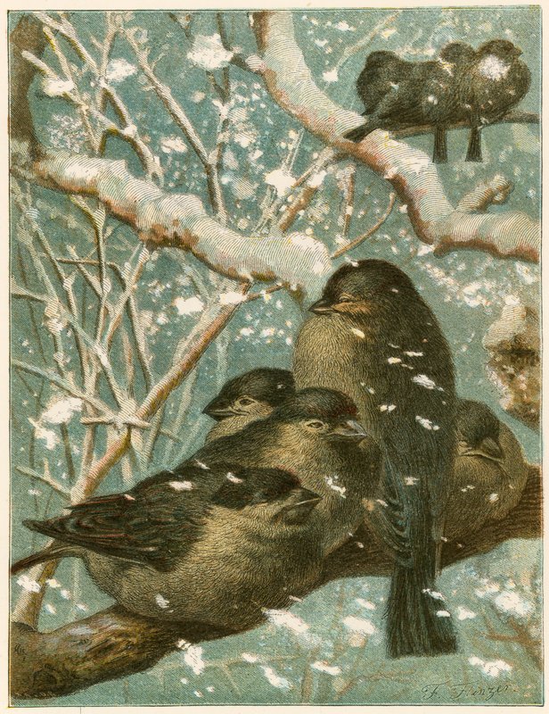 麻雀在雪地里 作者 英语学校