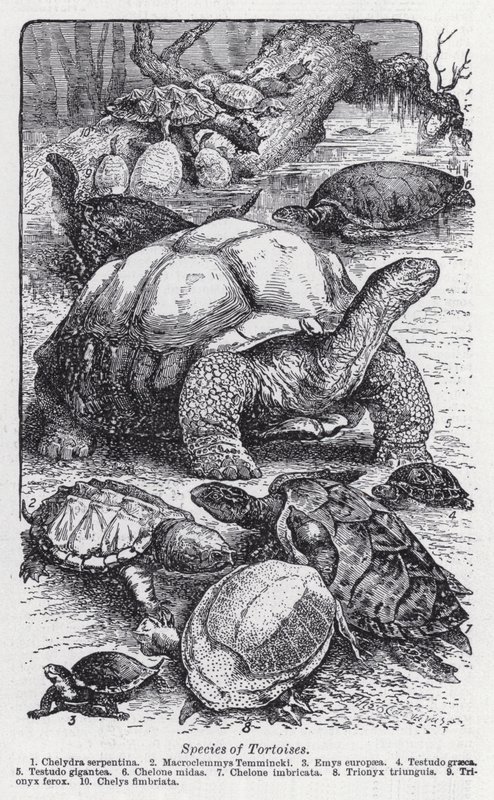 龟类的种类(litho) 作者 英语学校