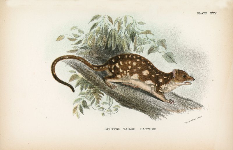 Spotted-Tailed Dasyure 作者 英语学校