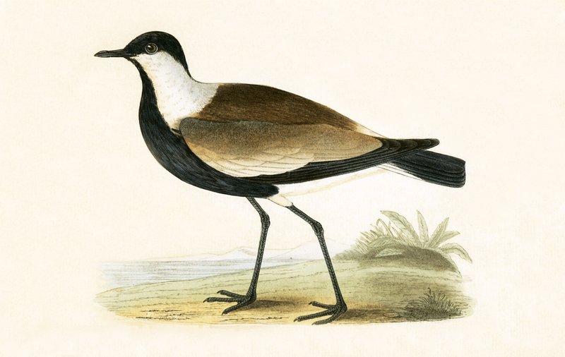 Spur Winged Plover，来自&39;不列颠群岛未观察到的欧洲鸟类历史&39;的插图作者：Charles Robert Bree（1811-86），1867年出版 作者 英语学校
