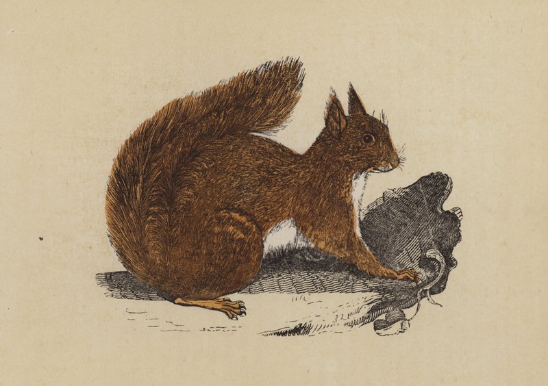 Squirrel (colour litho) 作者 英语学校