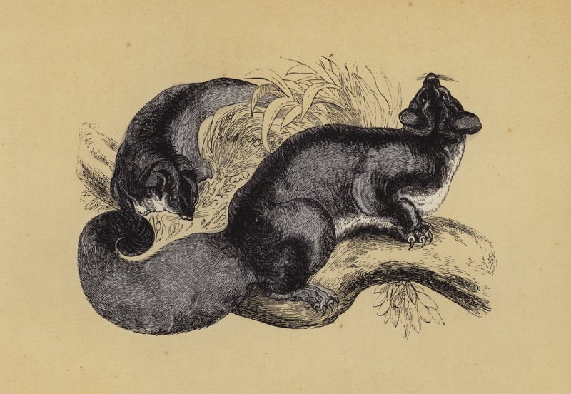 松鼠 Petaurus（彩色石版画） 作者 英语学校