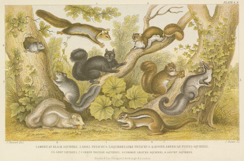 Squirrels (coloured engraving) 作者 英语学校