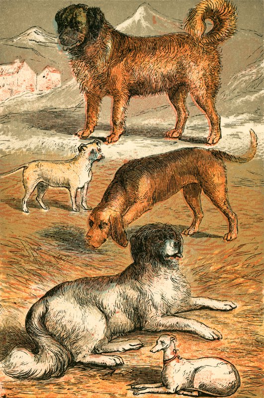 St Bernard，Bulldog，Bloodhound，Newfoundland和Italian Greyhound 作者 英语学校