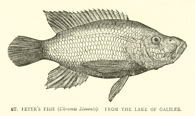 圣彼得斯鱼（Chromis Simonis），来自加利利湖 作者 英语学校