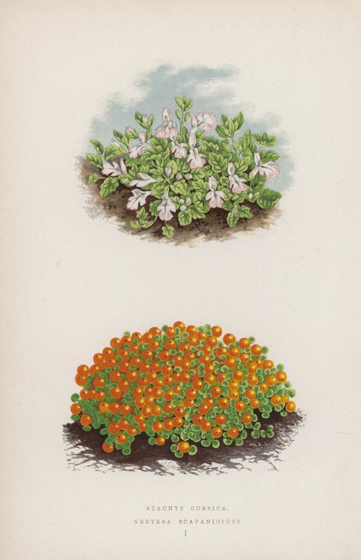 Stachys Corsica; Nertera Scapanioides (color litho) 作者 英语学校