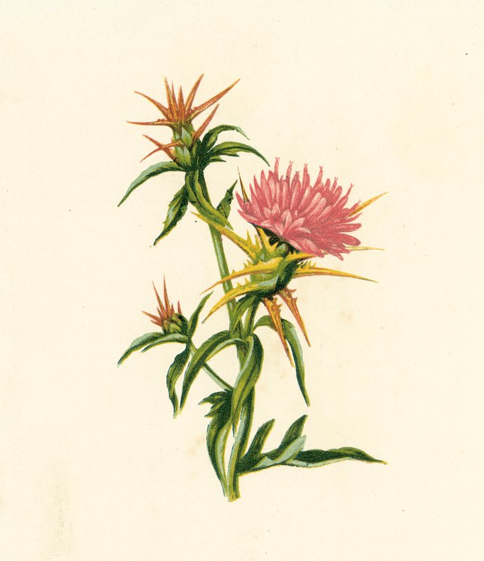 星蓟，Centaurea Calcitrapa（彩色石版画） 作者 英语学校