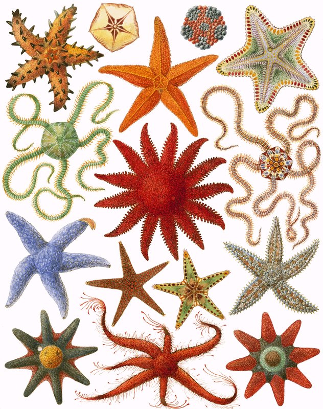 海星 作者 英语学校