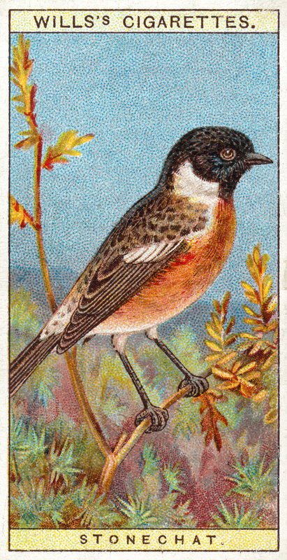 Stonechat 作者 英语学校