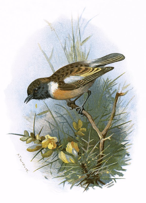 Stonechat 作者 英语学校
