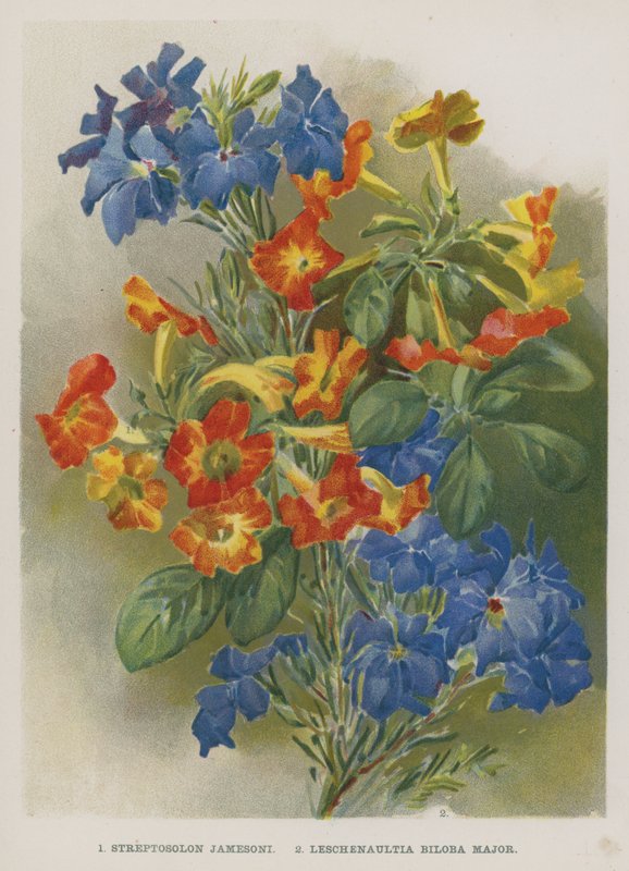 Streptosolon Jamesoni，Leschenaultia Biloba Major 作者 英语学校