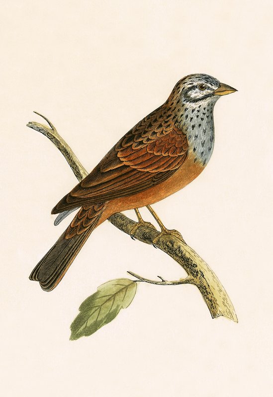 Striolated Bunting，来自&39;不列颠群岛未观察到的欧洲鸟类历史&39;的插图作者Charles Robert Bree（1811-86），1867年出版 作者 英语学校