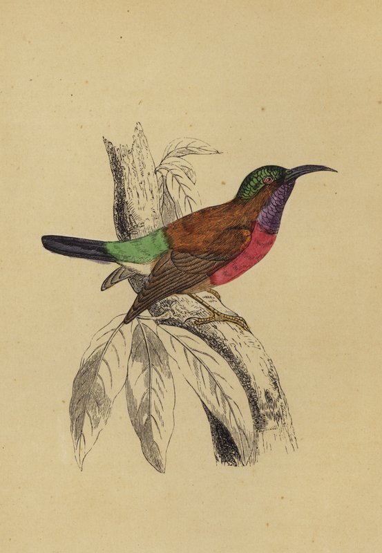 Sun Bird (colour litho) 作者 英语学校