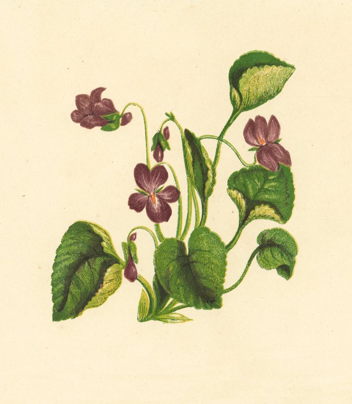 甜紫罗兰，Viola Odorata（彩色石版画） 作者 英语学校