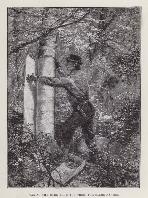 Taking the bark from the trees for canoe-making (engraving) 作者 英语学校