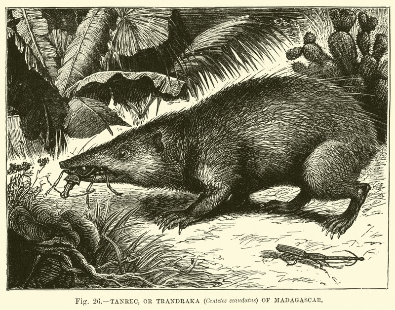 Tanrec，或马达加斯加的Trandraka（Centetes ecaudatus） 作者 英语学校